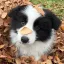 🎃🐾 Puppy Pen 🦴🍂