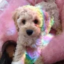 🌈🐾 Puppy Pen 🦴⚧