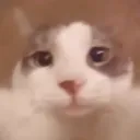Hobbitty's server