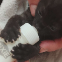 Whiff City Discord server icon