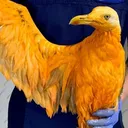 PhoenixxRL's Community
