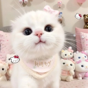 Discovery icon for ₍^. .^₎⟆ 🎀🎄 ` kitties , & ask2dm ⟢ egirls ﹒ dating & icon ﹒giveaways ﹒vc ﹒anime ﹒m Discord server