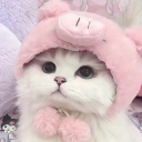 Discovery icon for ₍^. .^₎⟆ 🎀💋 ` kitties , & ask2dm ⟢ egirls ﹒ dating & icon ﹒giveaways ﹒vc ﹒anime ﹒m Discord server