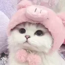 ₍^. .^₎⟆ 🎀💋 ` kitties , & ask2dm ⟢ egirls ﹒ dating & icon ﹒giveaways ﹒vc ﹒anime ﹒m