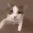 ꜀(^. . ^꜀ )੭ .ᐟ.ᐟ           silly loveable cats — free guild tag <3 avatar