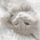 ♡ ノsfw • cuties﹒social﹒emotes ୨୧ xoxo tag