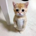bro