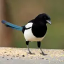 Magpie Mafia [BIRD]