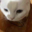 Cat mafia icon