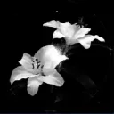 Flower Power