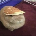 ＞︵﹒celebrity﹑ collab Discord server icon