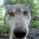 | TSO united | Discord server icon