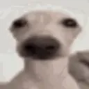 π©| π«πππππ