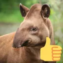 tapir43 <3