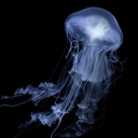 くらげサーバー