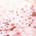 ⊹ ₊ 𝓼𝓪𝓴𝓾𝓻𝓪 𝓰𝓪𝓻𝓭𝓮𝓷 ₊ ⊹