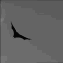 bats