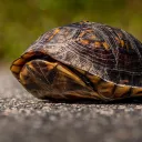 TheShell