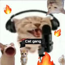 Cat gang_-★✦😼 Discord server icon