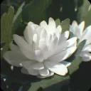 ⟢　　﹒ 　　lotus　۫　　◞