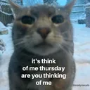 Meowbeard's server