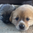 Interlude Discord server icon