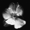 ⋆｡˚🌷•✧˖°｡ʙᴇᴀᴛᴏᴘɪᴀ𖦹⋆🍃✧°. Discord server icon