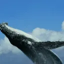 WhaleBlox community #FreeAdds Discord Server Icon