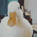 𝐃.𝐋.𝐂.