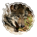 ✶ ﹒ Lycan's Resources !! — Discord server icon