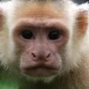 Chimp Rampage
