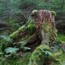 // Burrow Beneath The Bark \\