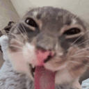 Certified Cat Chaos Discord server icon