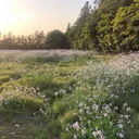 MariiMarky's Meadow (16+)