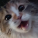 ᓚᘏᗢ Miau ? Discord server icon