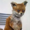 Serwer Foxera