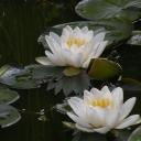 ᘜIᒪᗪᗴᗪ ᒪIᒪY ꕤ