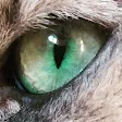 Miawtopia
