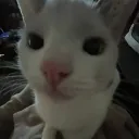 bhloo community discord