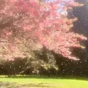 ⋅˚₊‧ ୨୧ ‧₊cherry garden🍒⋅˚₊‧