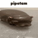 Partia PIPOTAM