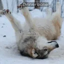Dinnerbone beta