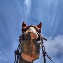 Stallion's Stable
