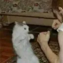 Foxtrot