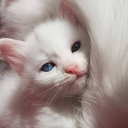 Ekitten needed Server Icon