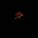 Rose hangout