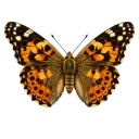 Communauté Papillon
