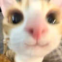 Kitty paradise Discord server icon