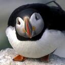 Puffin Cliff Discord Server Icon