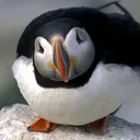 Puffin Cliff